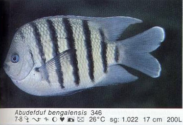 Abudefduf bengalensis